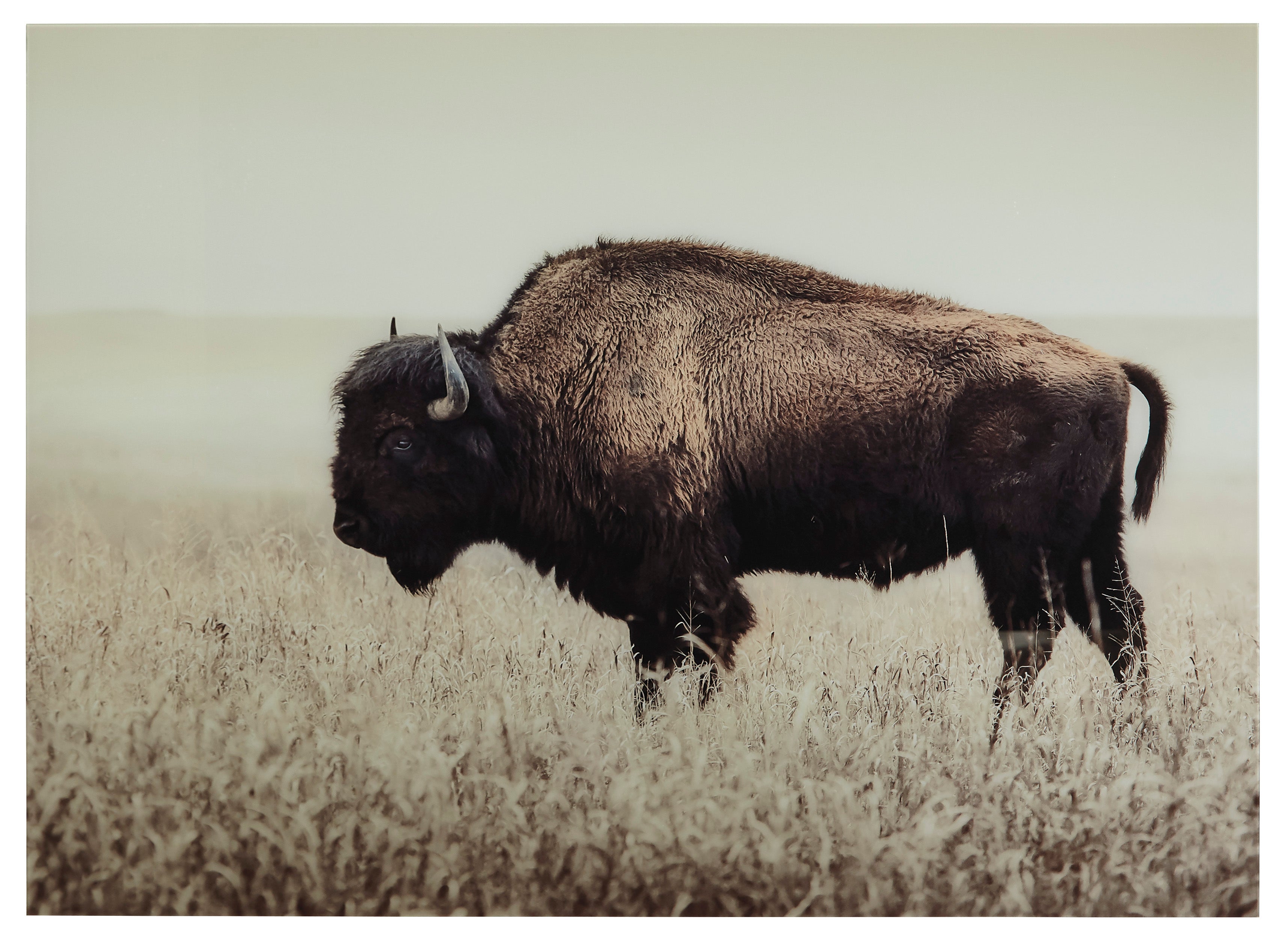 Buffalo Glass Wall Art in Sepia Tone